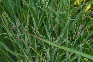 Panicum virgatum 'Heavy metal' Vingergras bestellen